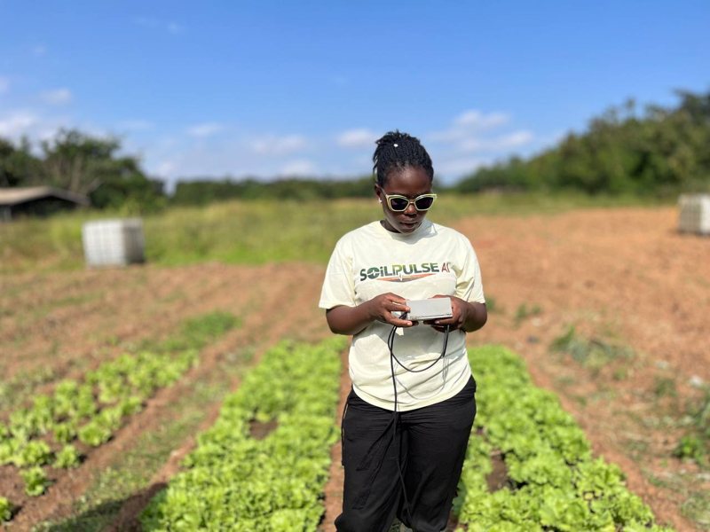 A SoilPulse team member reads the device while standing between rows of lettuce