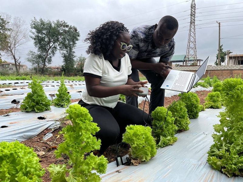 A SoilPulse researcher takes a sensor reading among lettuce beds while a colleague reviews the data on a laptop